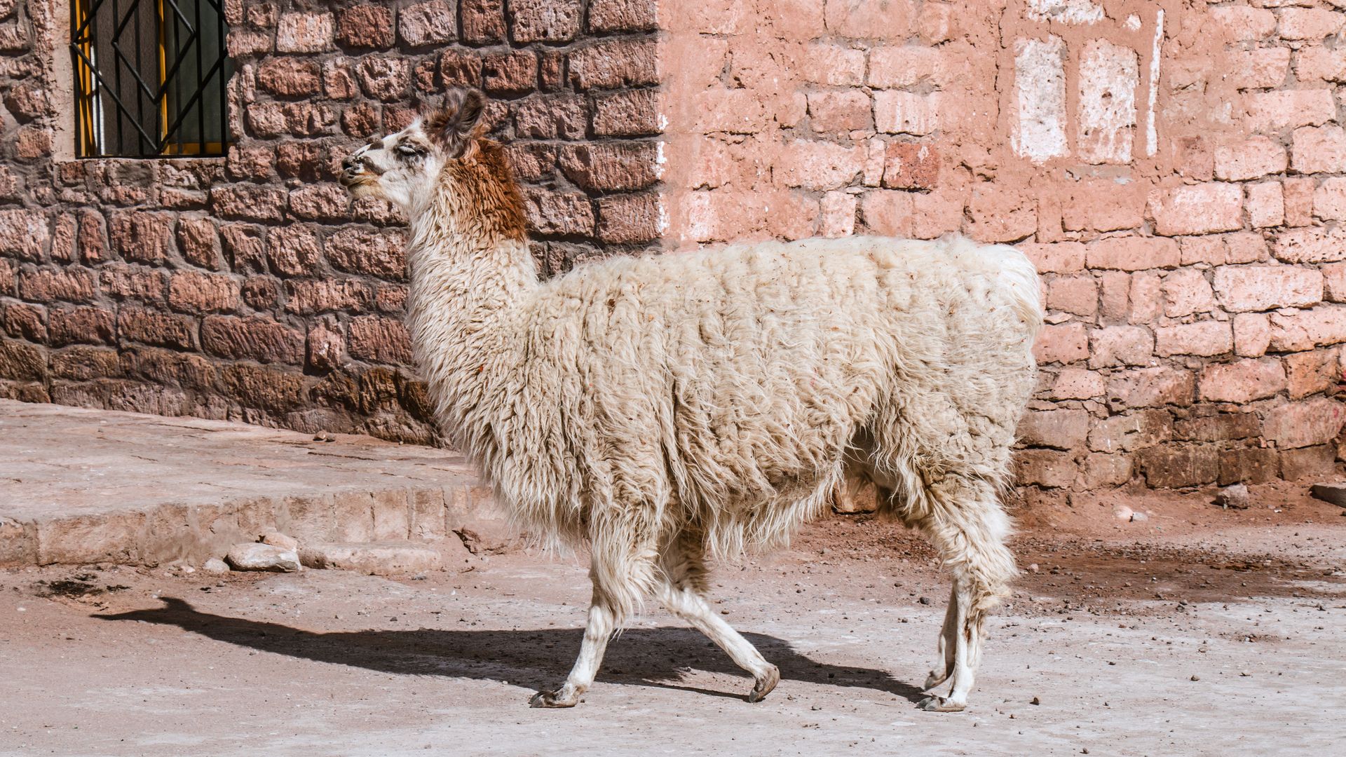 Alpaka in der Wüste