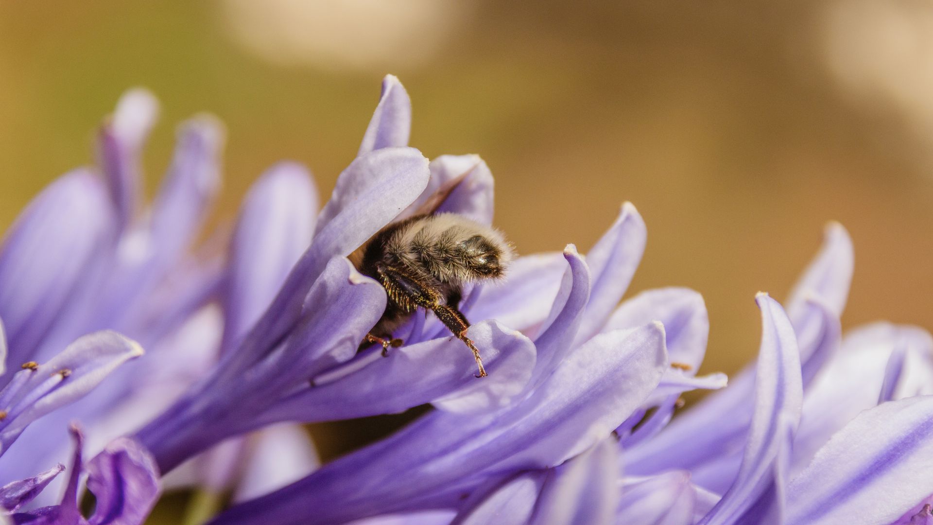 Bienen: die fleissigen Gärtner der Blumeninsel