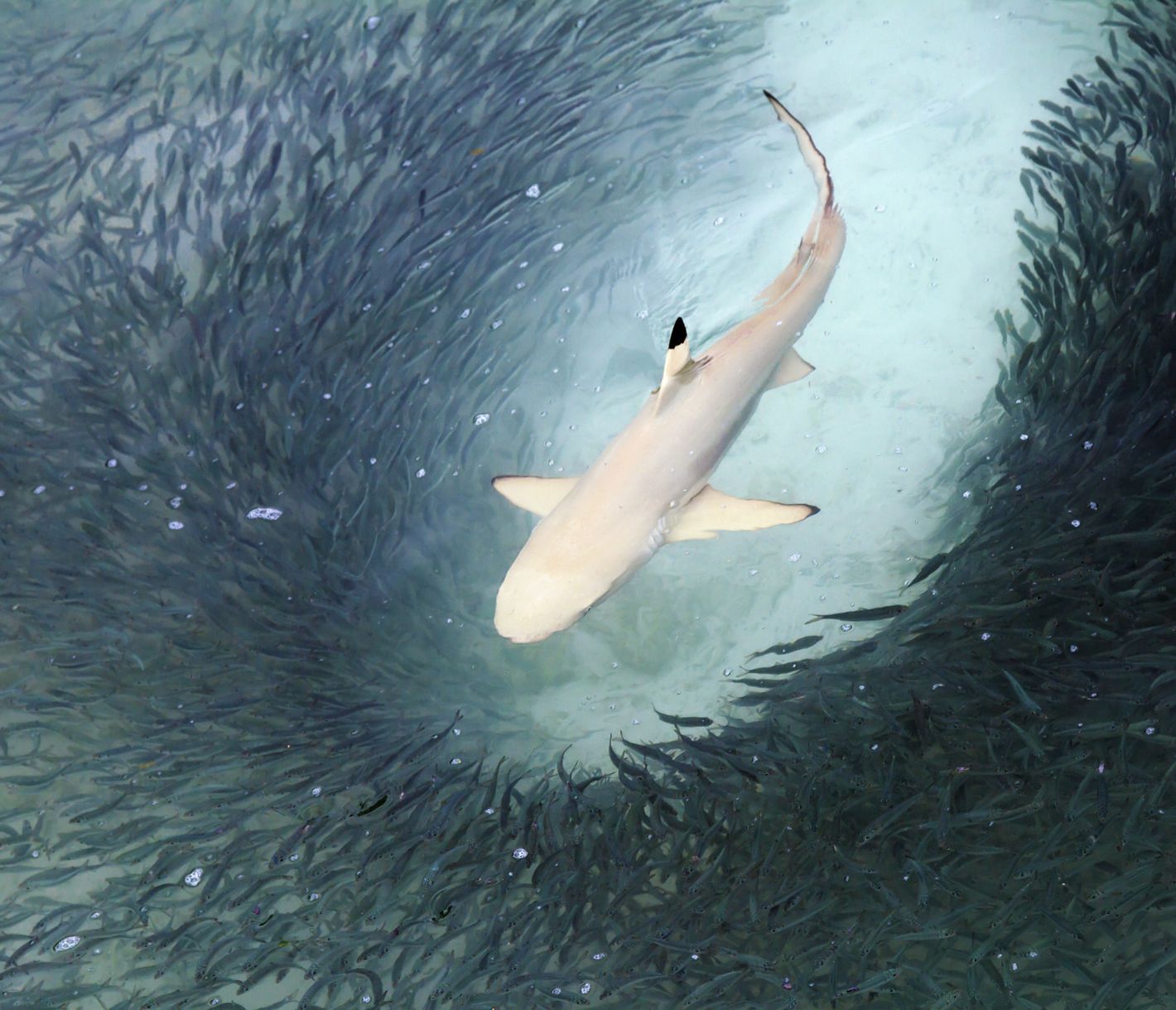 Ein Schwarzspitzen-Riffhai auf der Jagd