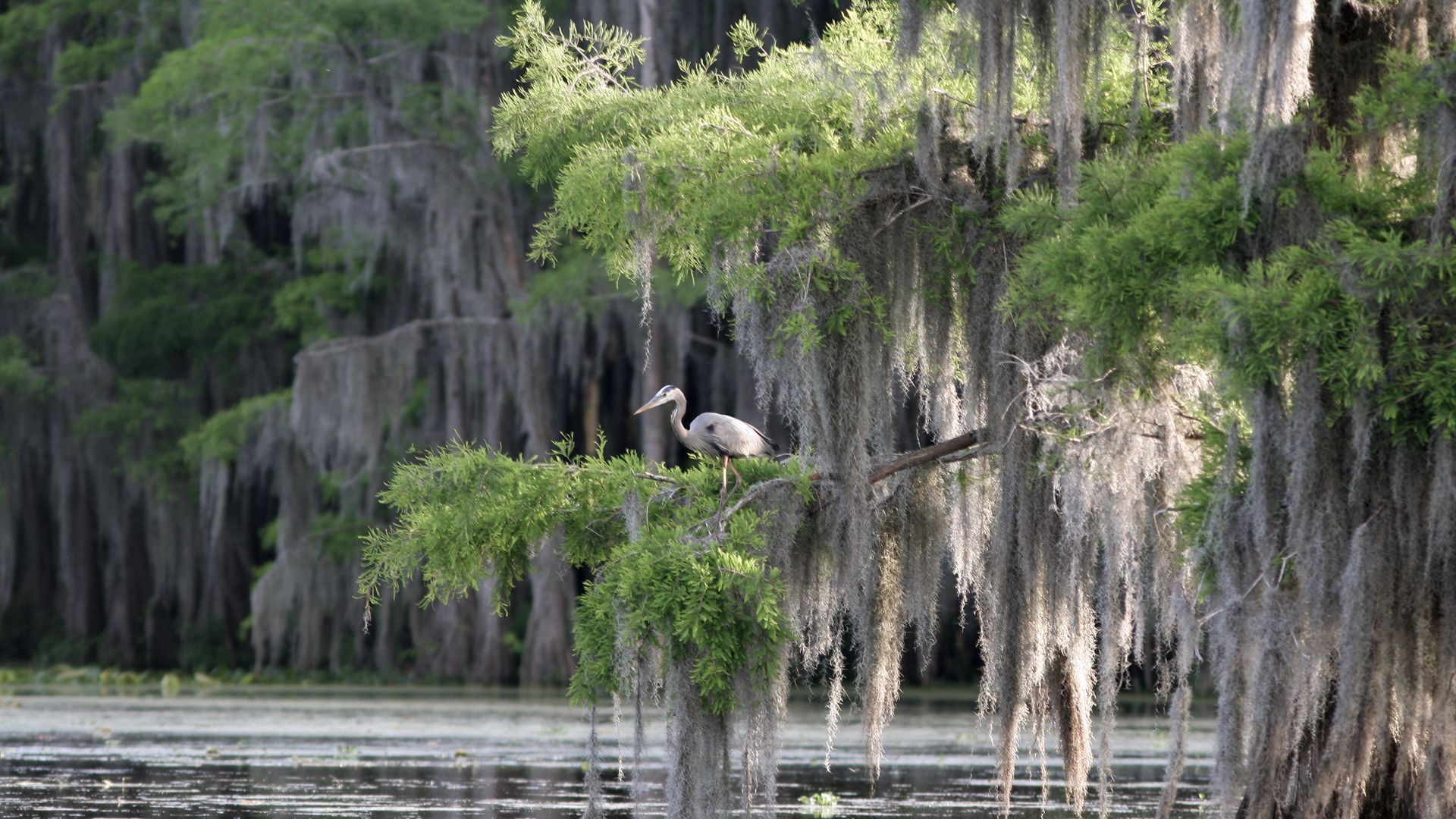 Sumpfgebiet, auch Bayou genannt, im Mississippi-Delta.