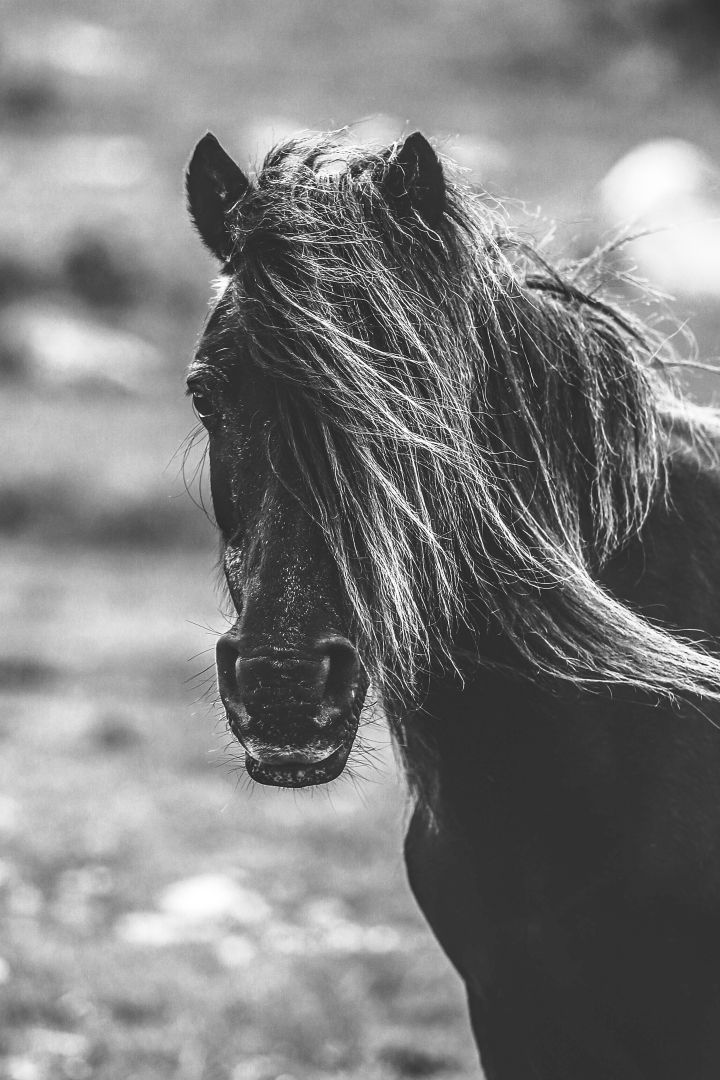 Scheue Bewacher des Nationalparks