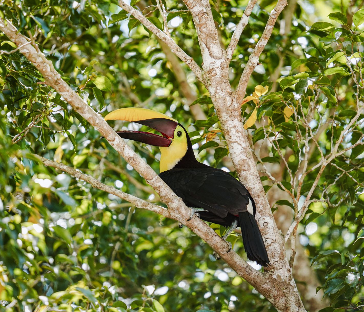 Tukan in der Wildnis Costa Ricas