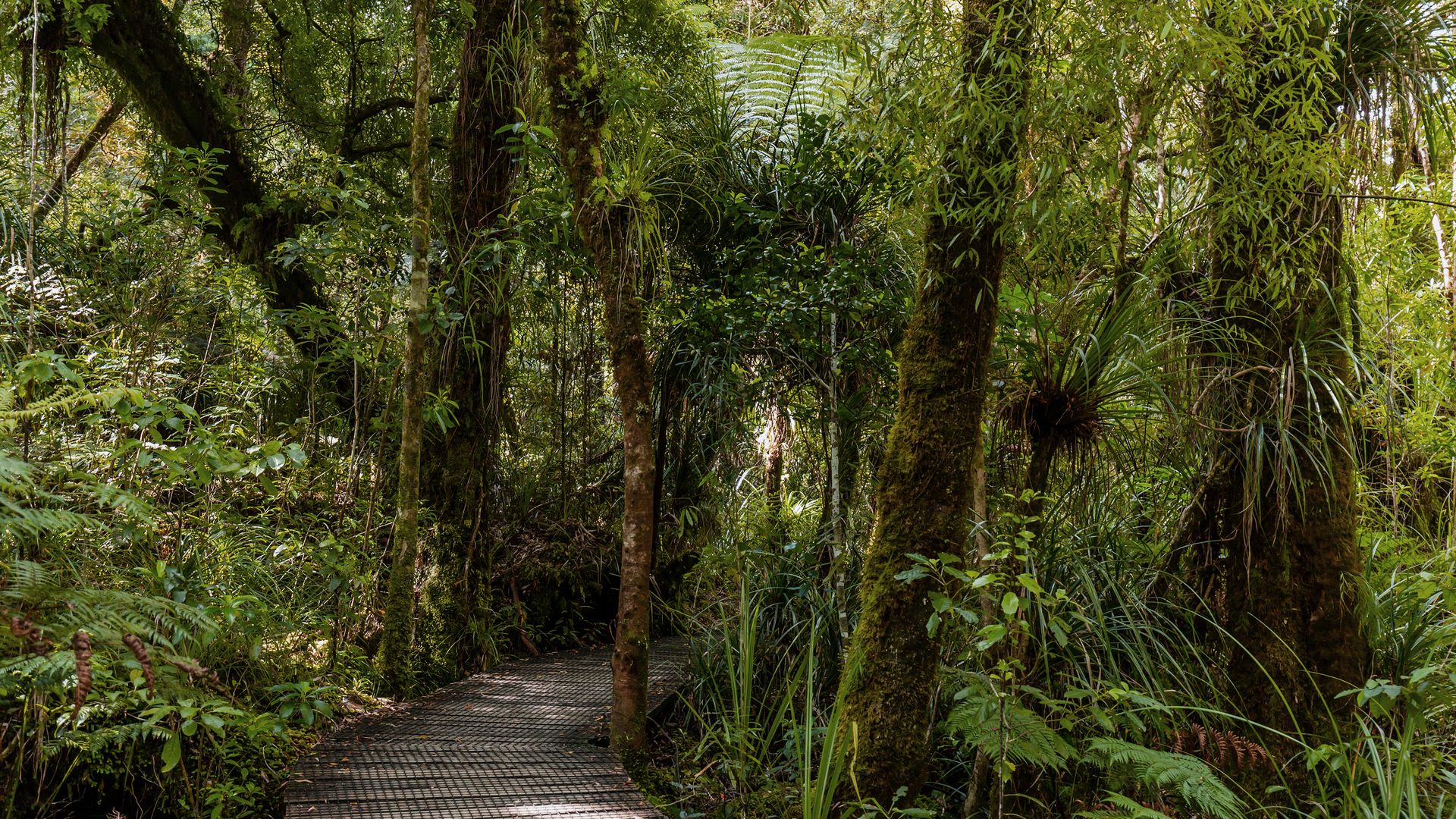 Waipoua Kauri Forest