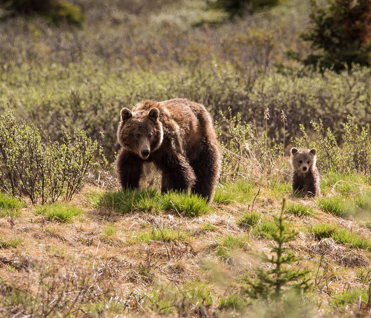 Bär im Jasper NP