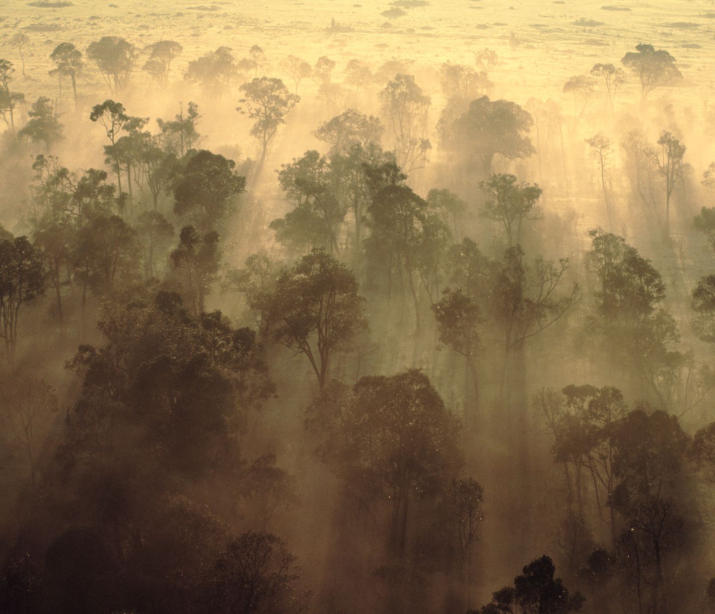 Nebelige Morgenstimmung in der Masai Mara