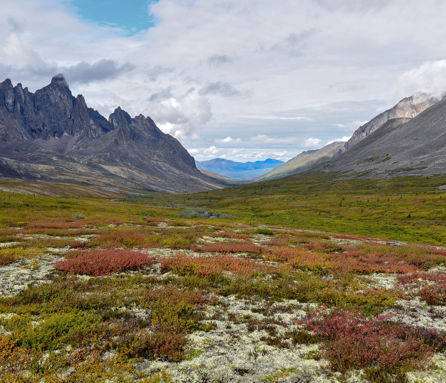 Bizarre Berge, ungezähmte Wildnis und faszinierende Bären im Tombstone Territorial Park