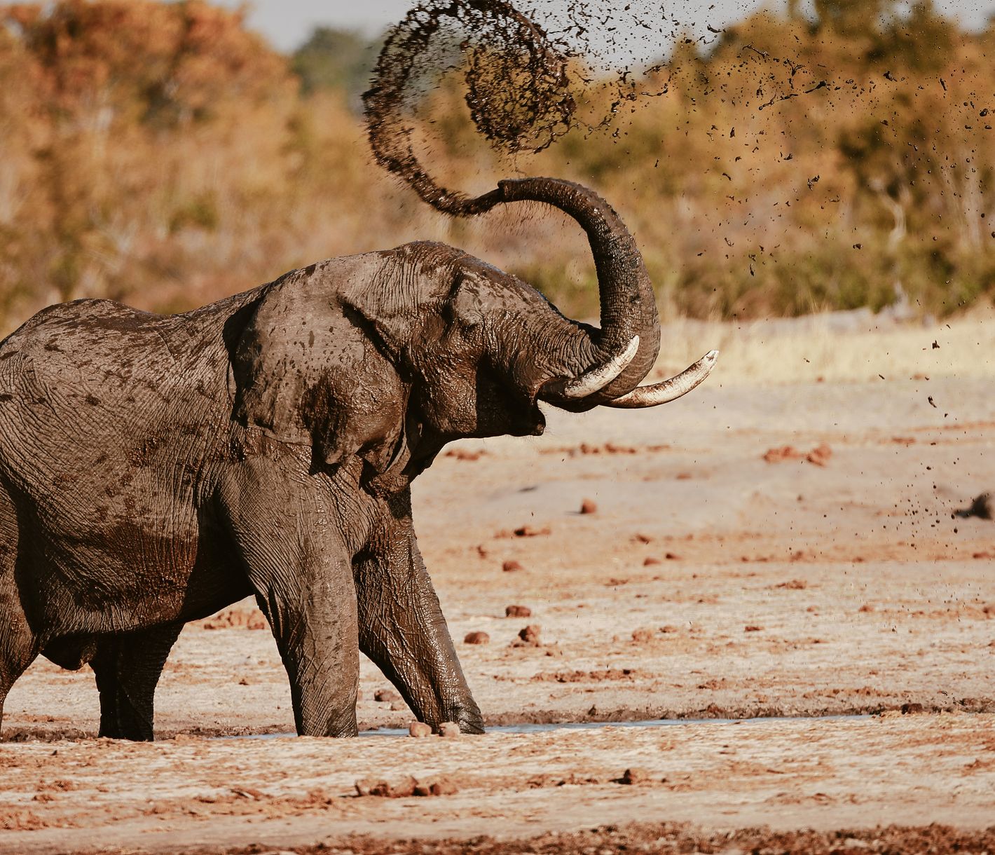 Ein Elefant kühlt und schützt sich mit Schlamm