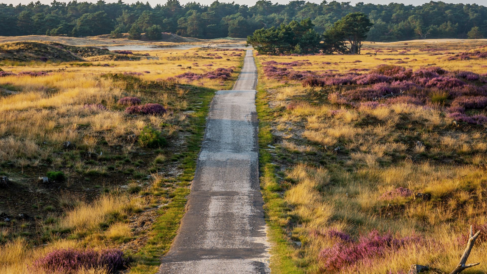 Route traversant le parc national De Hoge Veluwe dans la Gueldre