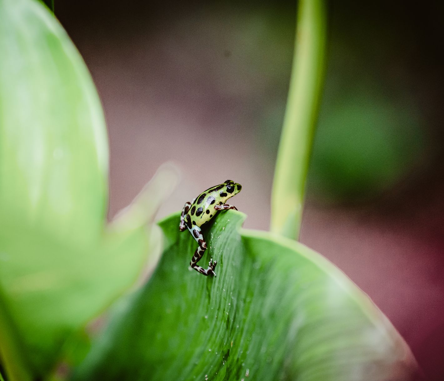 Welch atemberaubende Kulisse: Bocas del Toro