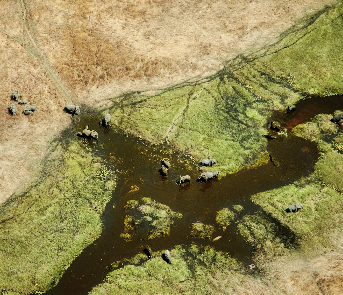 Un fascinant dédale aquatique