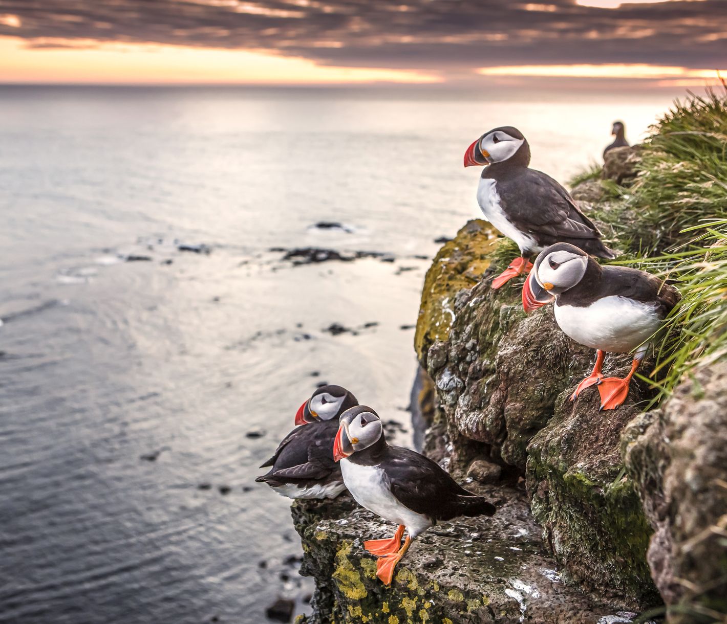 Die drolligen Puffins sind die heimlichen Stars Islands!