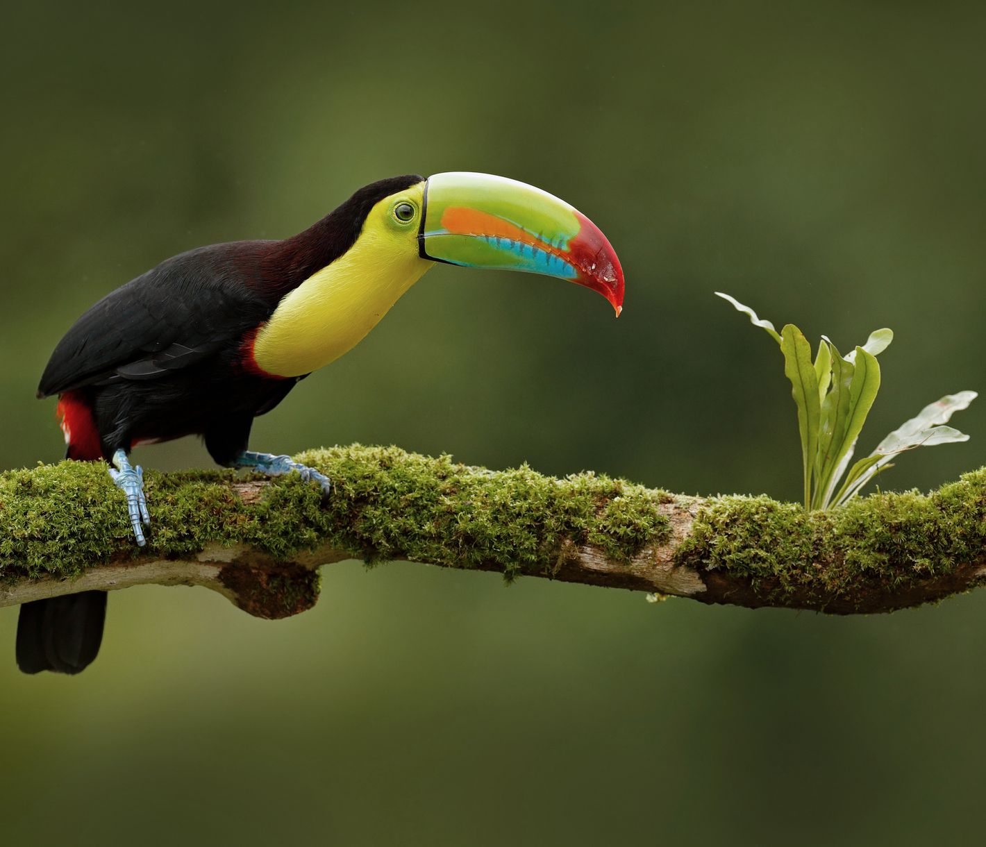 Farbenfrohe Vogelwelt