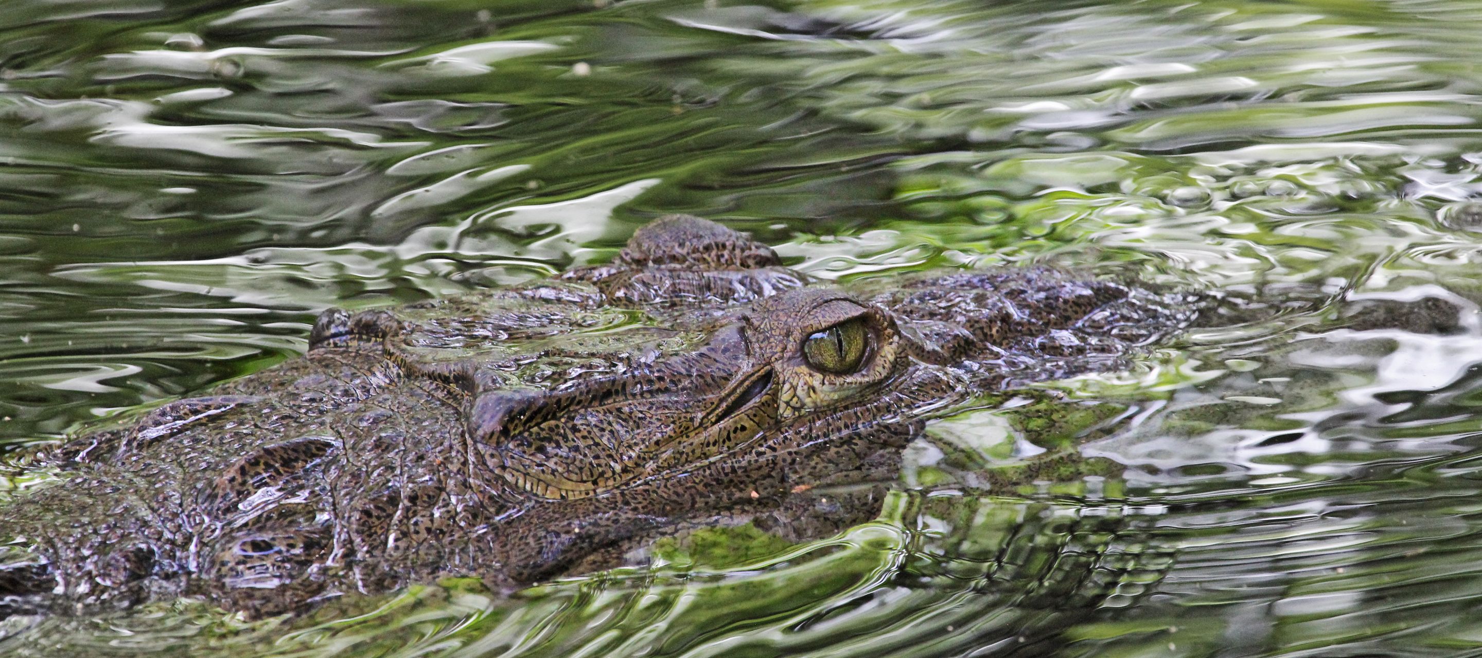 Fluss-Krokodile in den Mangrovensümpfen des Black Rivers