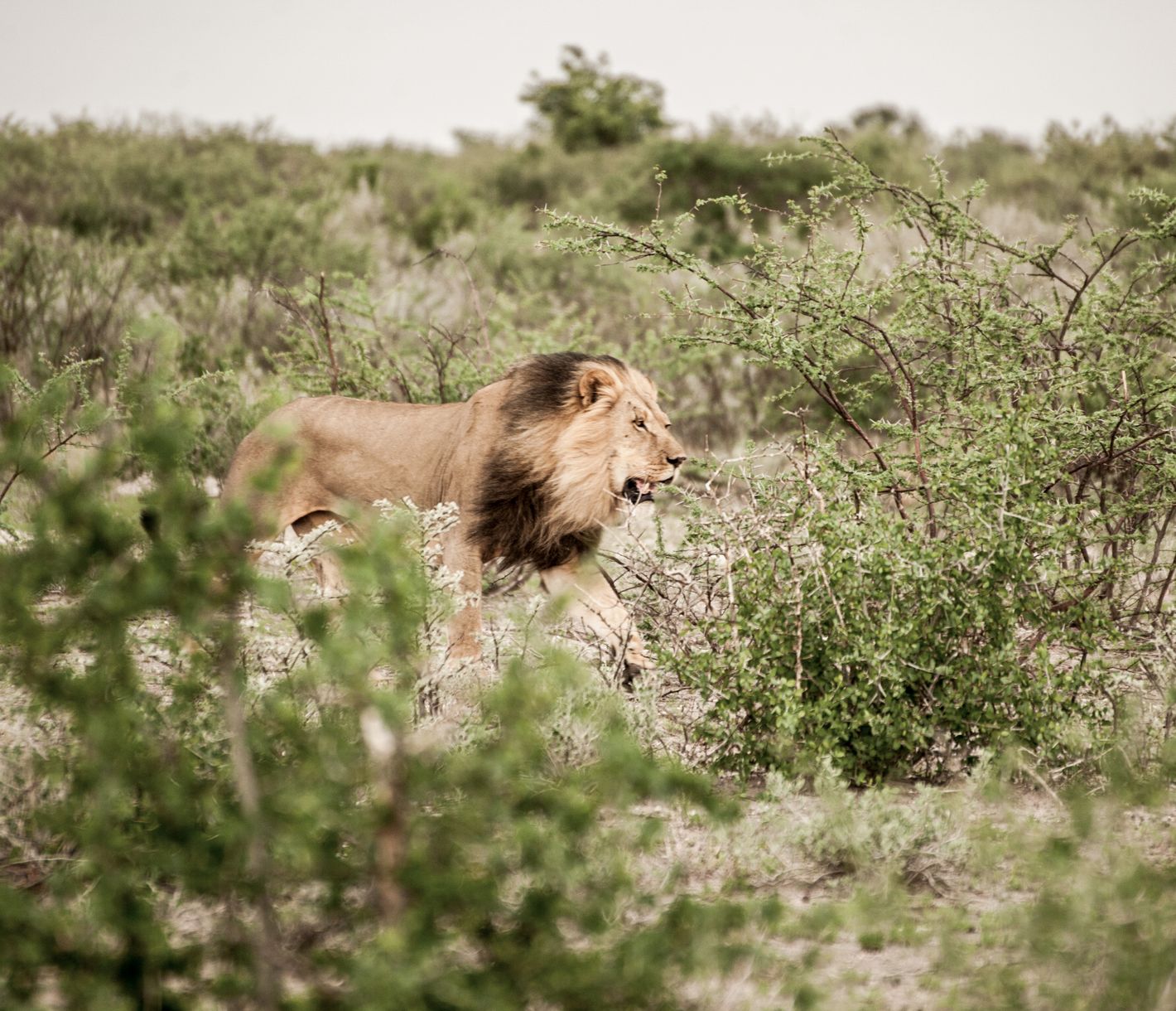 Le roi de la savane constitue toujours une rencontre impressionnante !