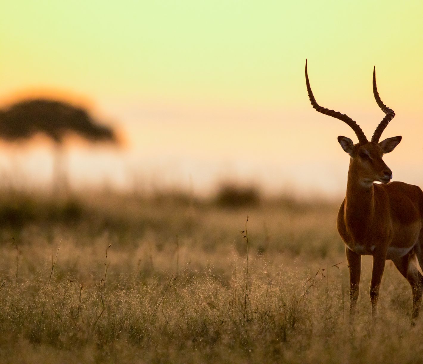 Impala-Männchen bei Sonnenuntergangs-Stimmung