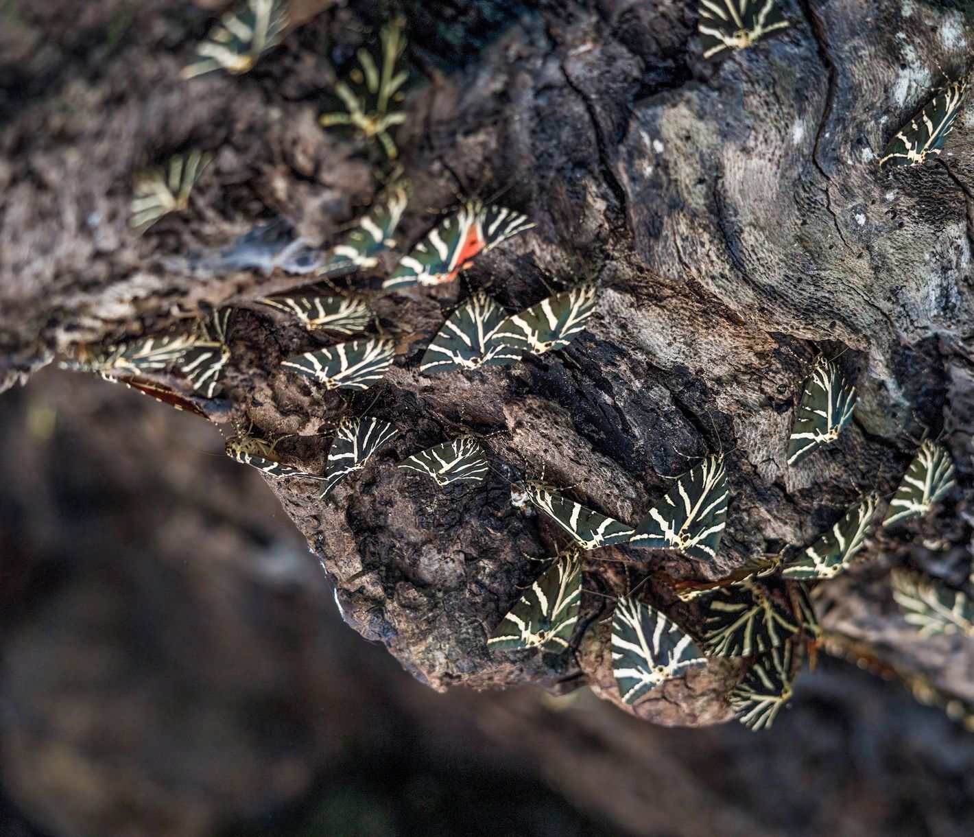 Das Schmetterlingstal von Rhodos