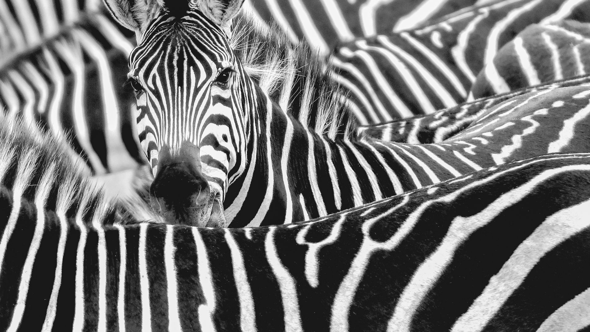 Gros plan sur un troupeau de zèbres dans le Parc National du Serengeti