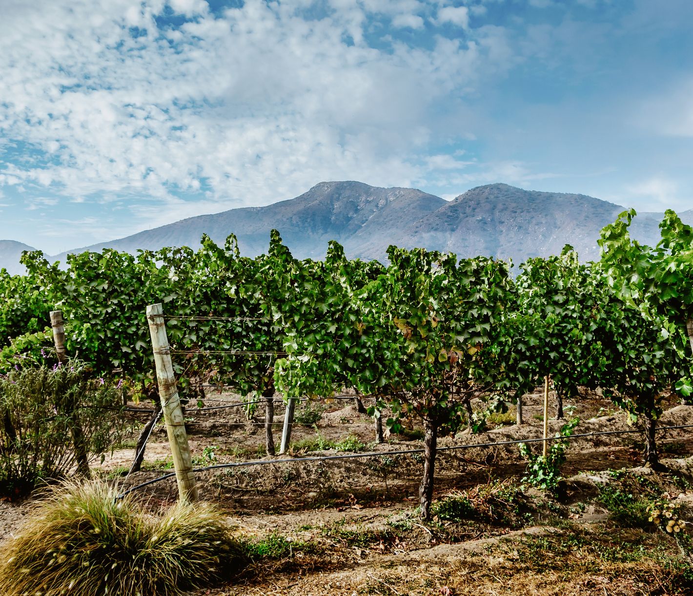 Zwischen Anden und Pazifik liegt das Casablanca-Tal