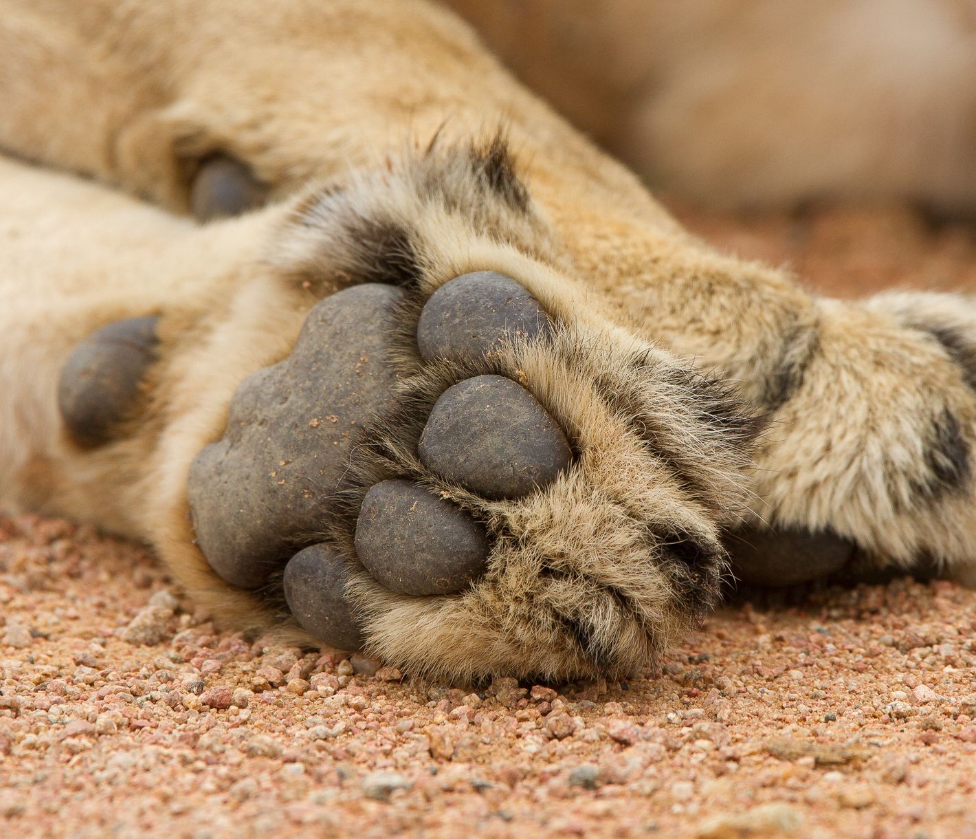 Tatze eines liegenden Löwen