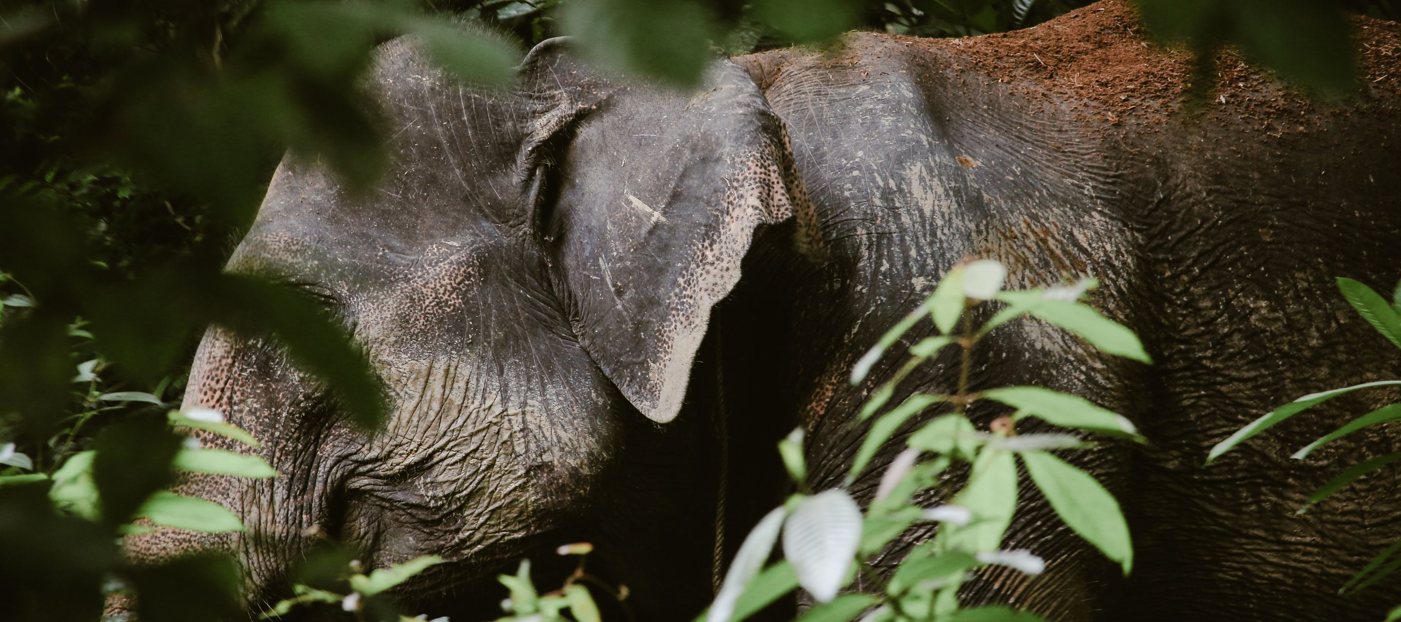 Sumatras sanfte Riesen