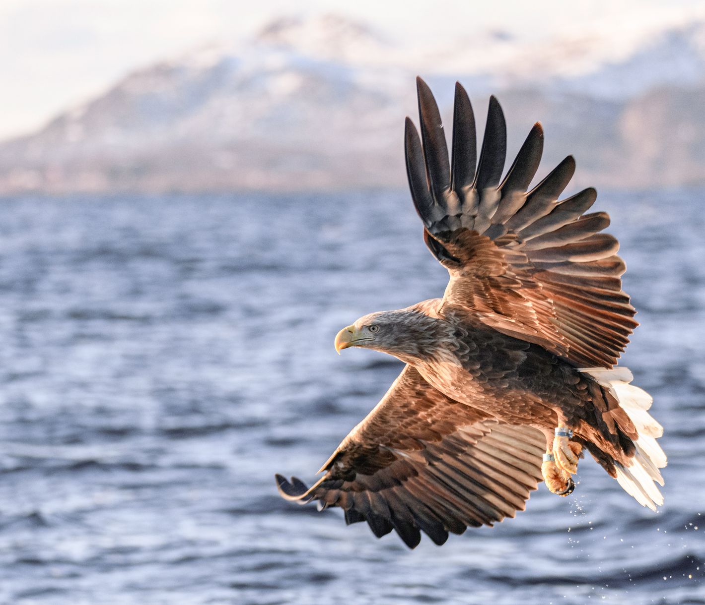 Der König der Lüfte zieht majestätisch seine Kreise.