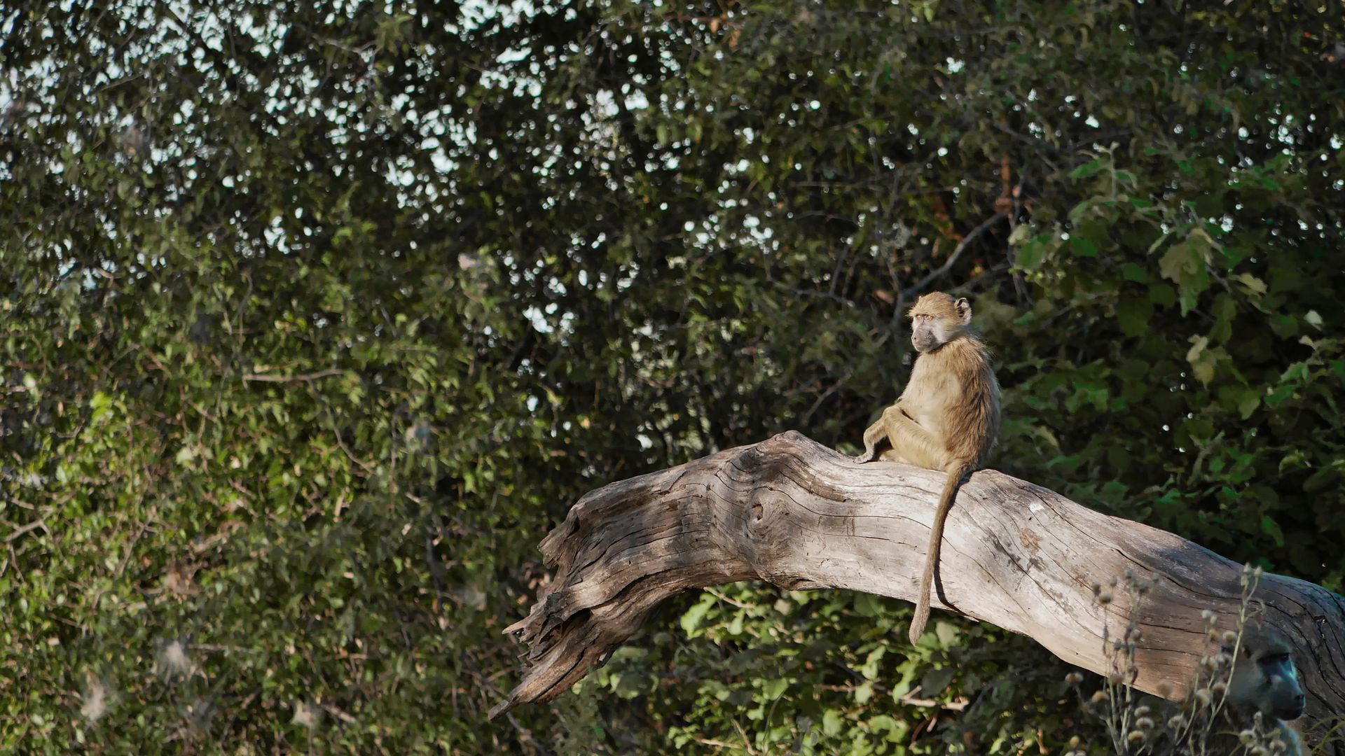 Un singe assis sur un arbre mort profite du soleil.