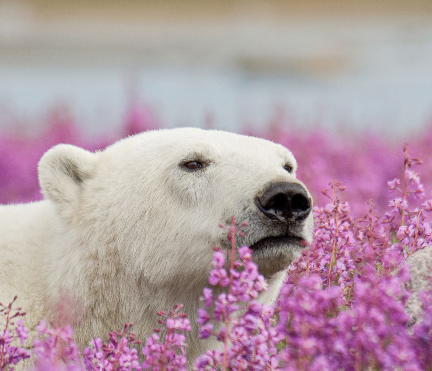 Eisbärportrait inmitten des Fireweeds