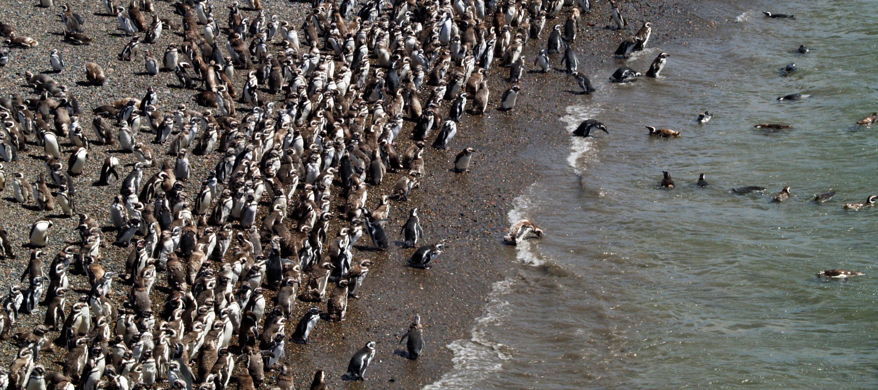 Punta Tombo, la plus grande réserve de manchots de Magellan du continent