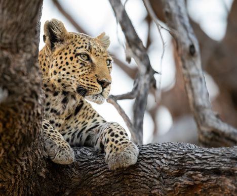 Afrique australe