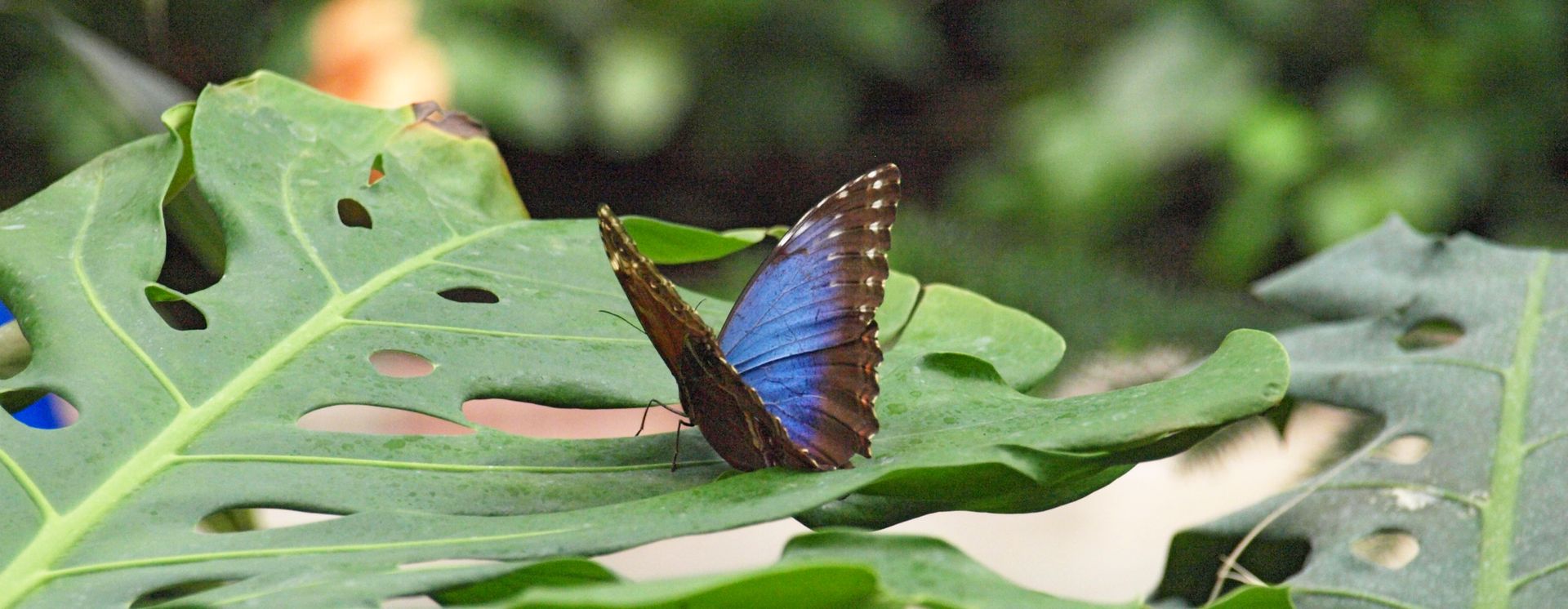 Ferme aux papillons à Trassenheide