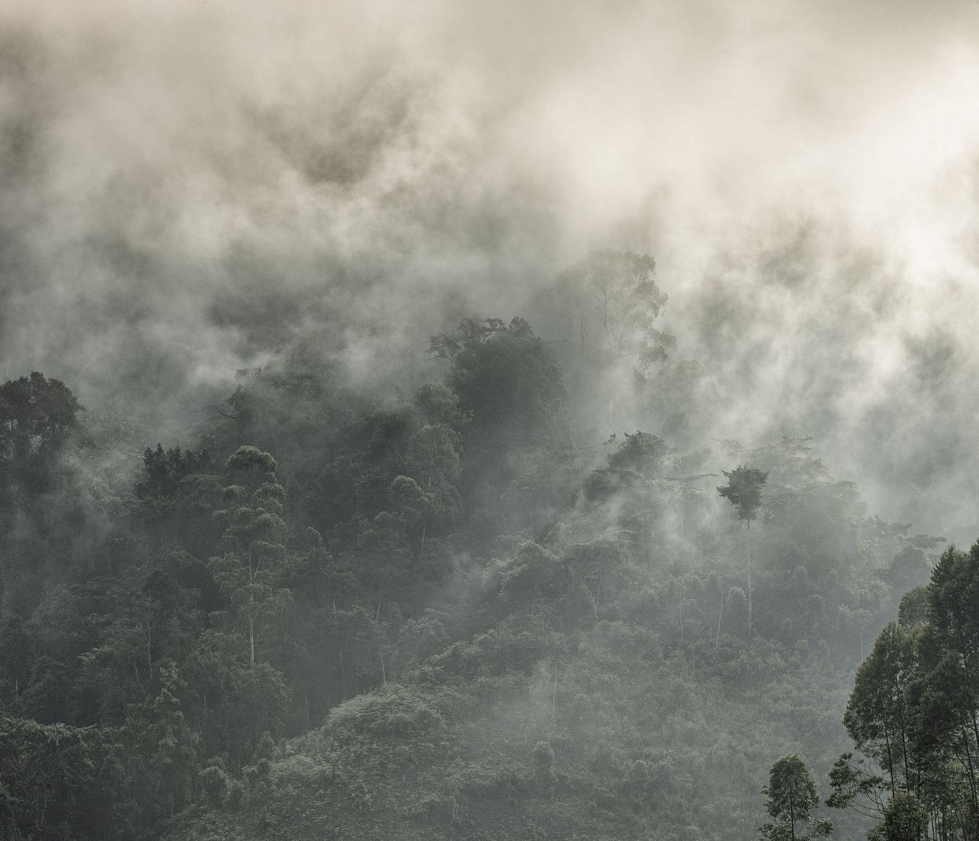 Nuages de brouillard dans la Forêt Impénétrable de Bwindi