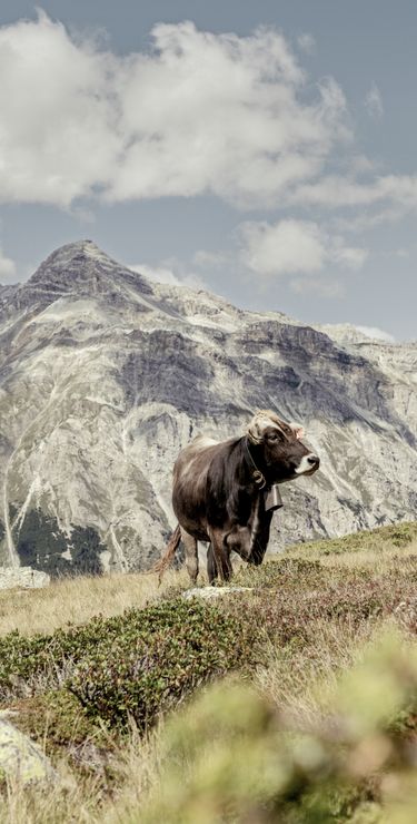 Schweiz Reisen