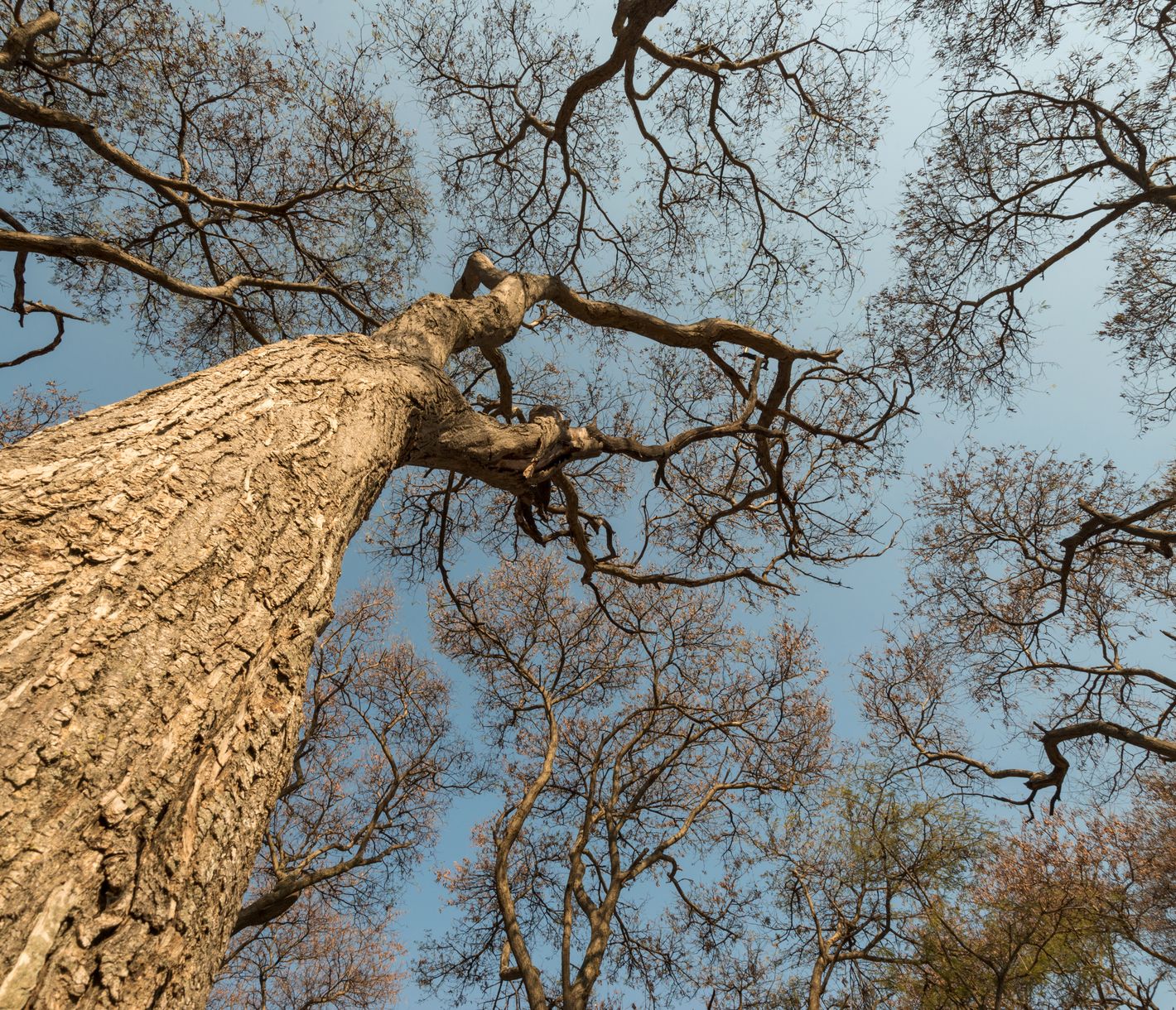 Blick durch die Äste eines Baumes