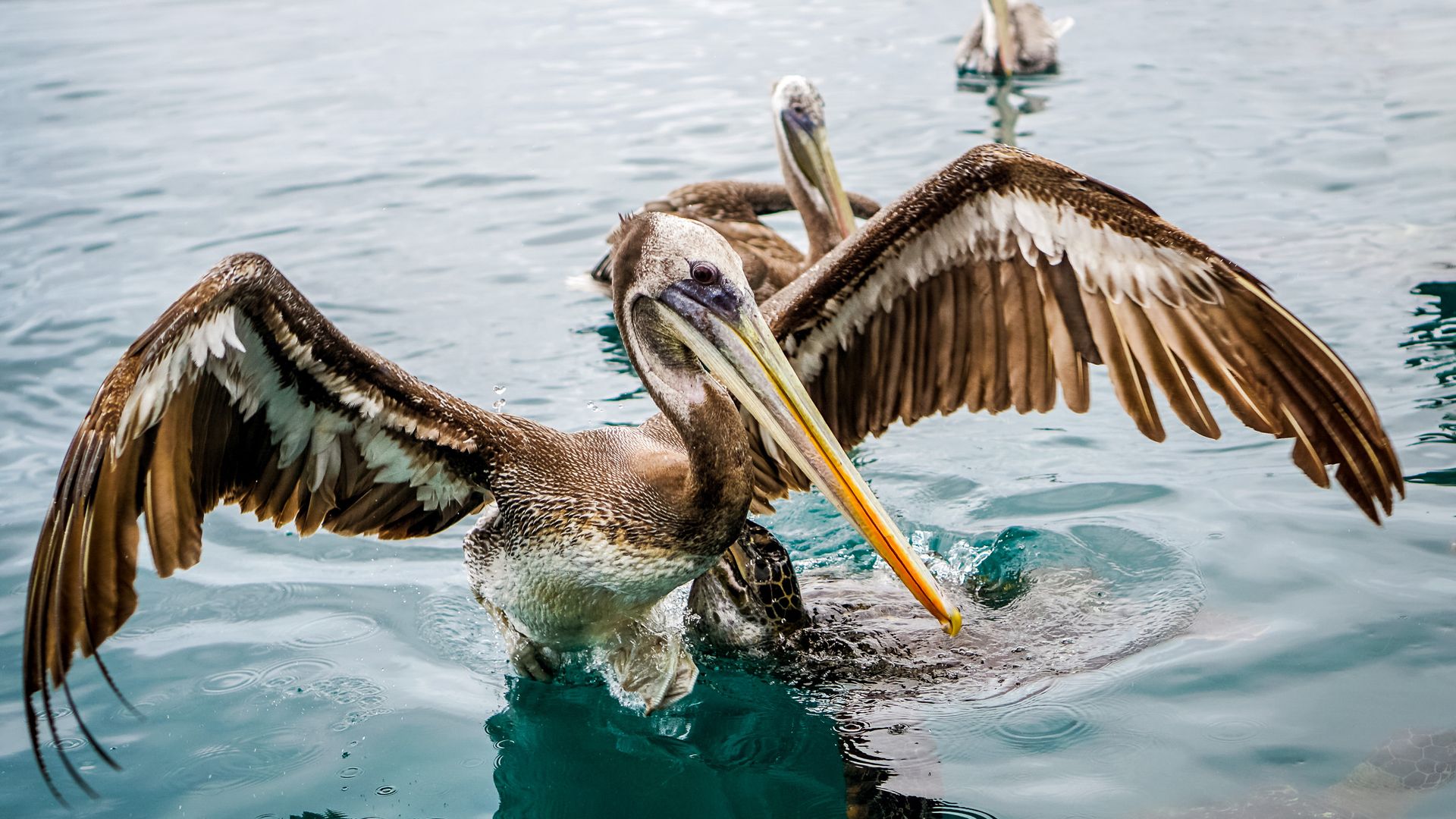 Der majestätische Pelikan und sein effizienter Fischfang
