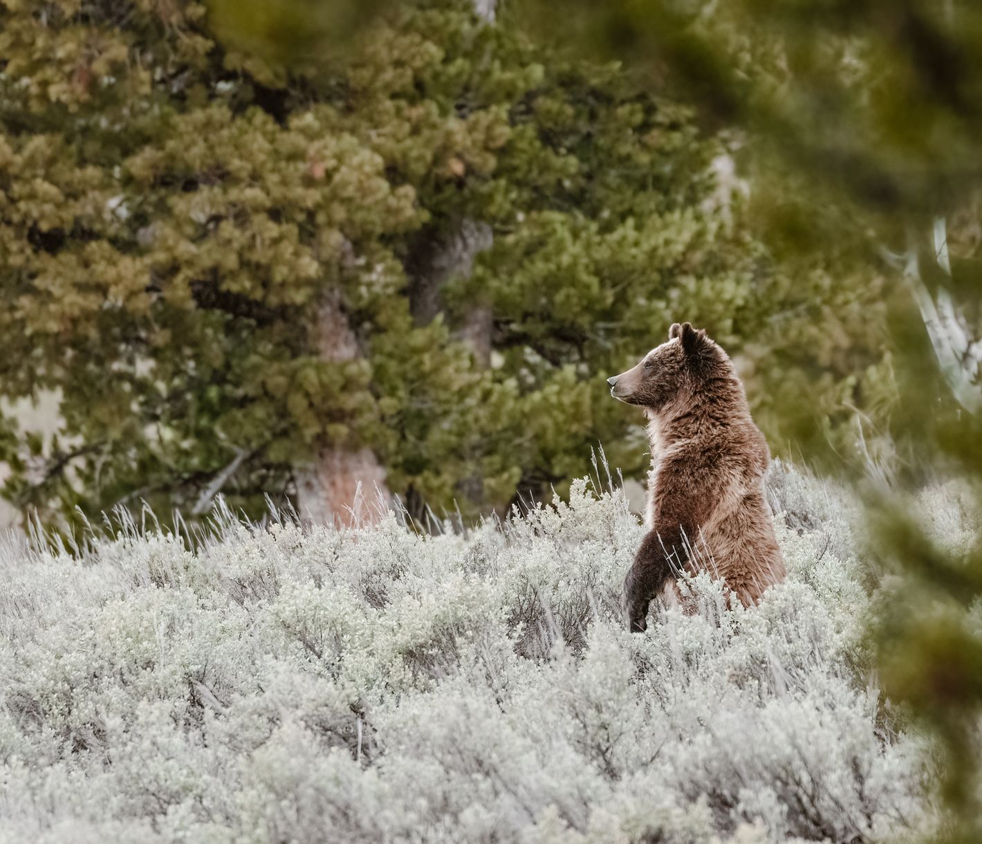 Im Yellowstone National Park gibt es Schwarzbären und Grizzlys.