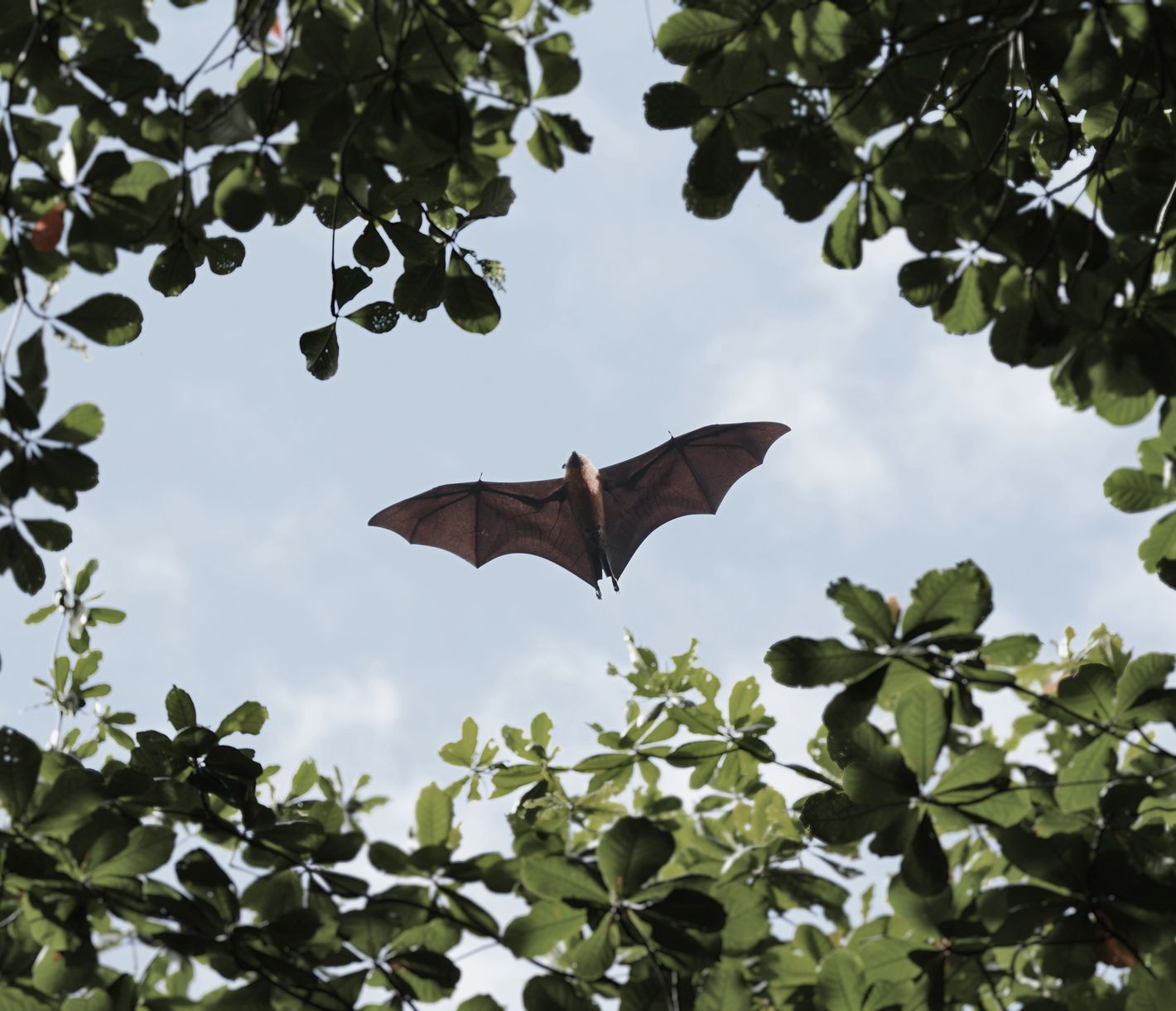 Seychellen-Flughund im Überflug