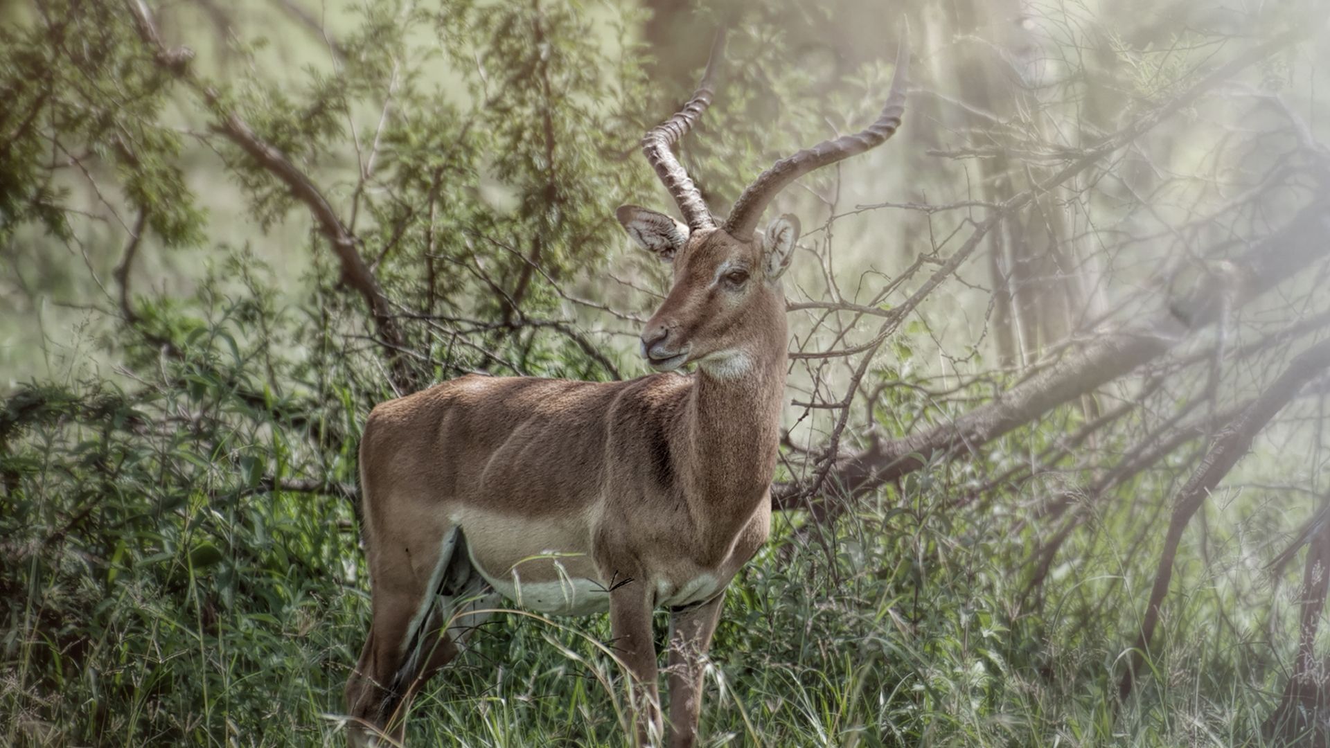 Impala-Männchen mit imposanten Hörnern in der Serengeti