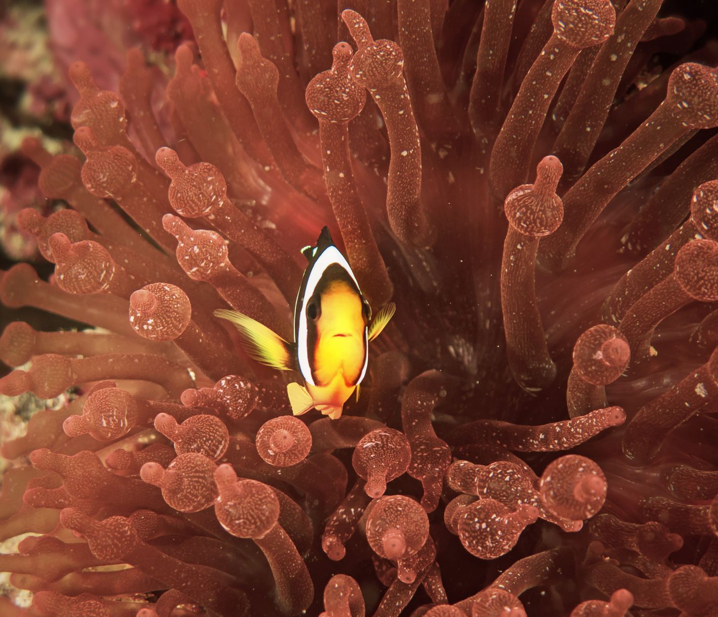 Unübersehbarer Clownfisch zwischen seiner Anemone