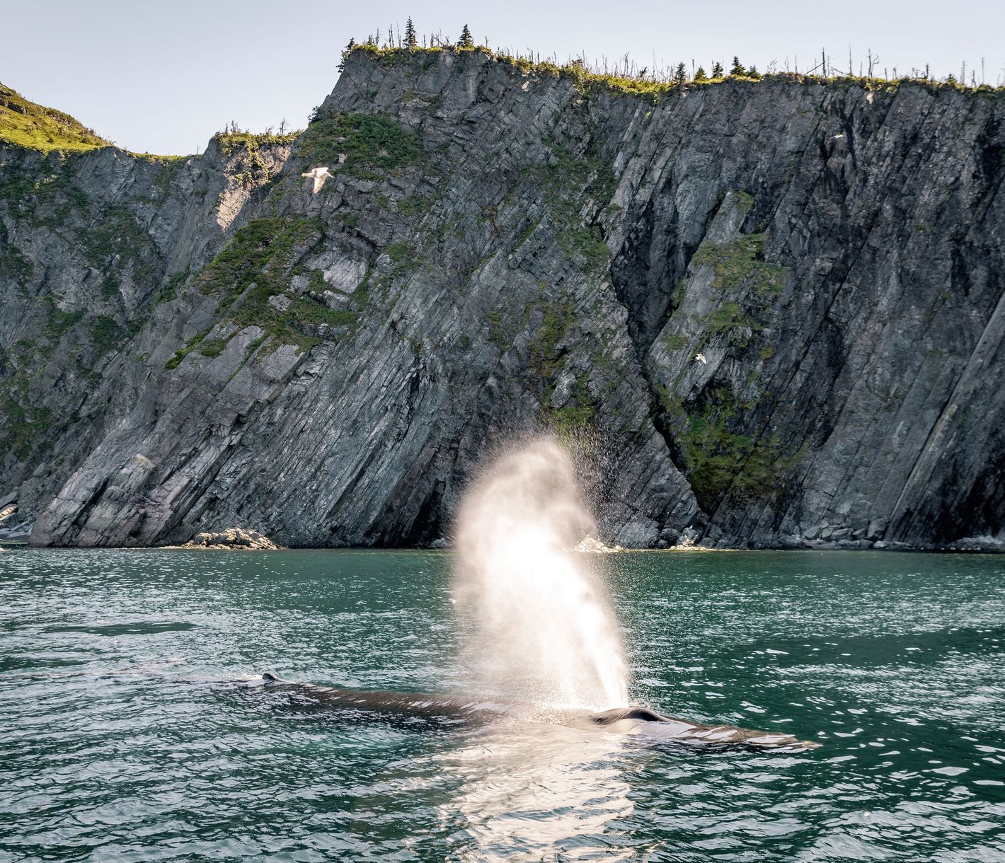 Le terrain de jeu des géants des mers
