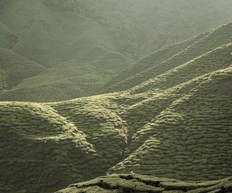 Situé à 1542 mètres d’altitude, l’endroit est parfait pour goûter à l’air frais des montagnes.