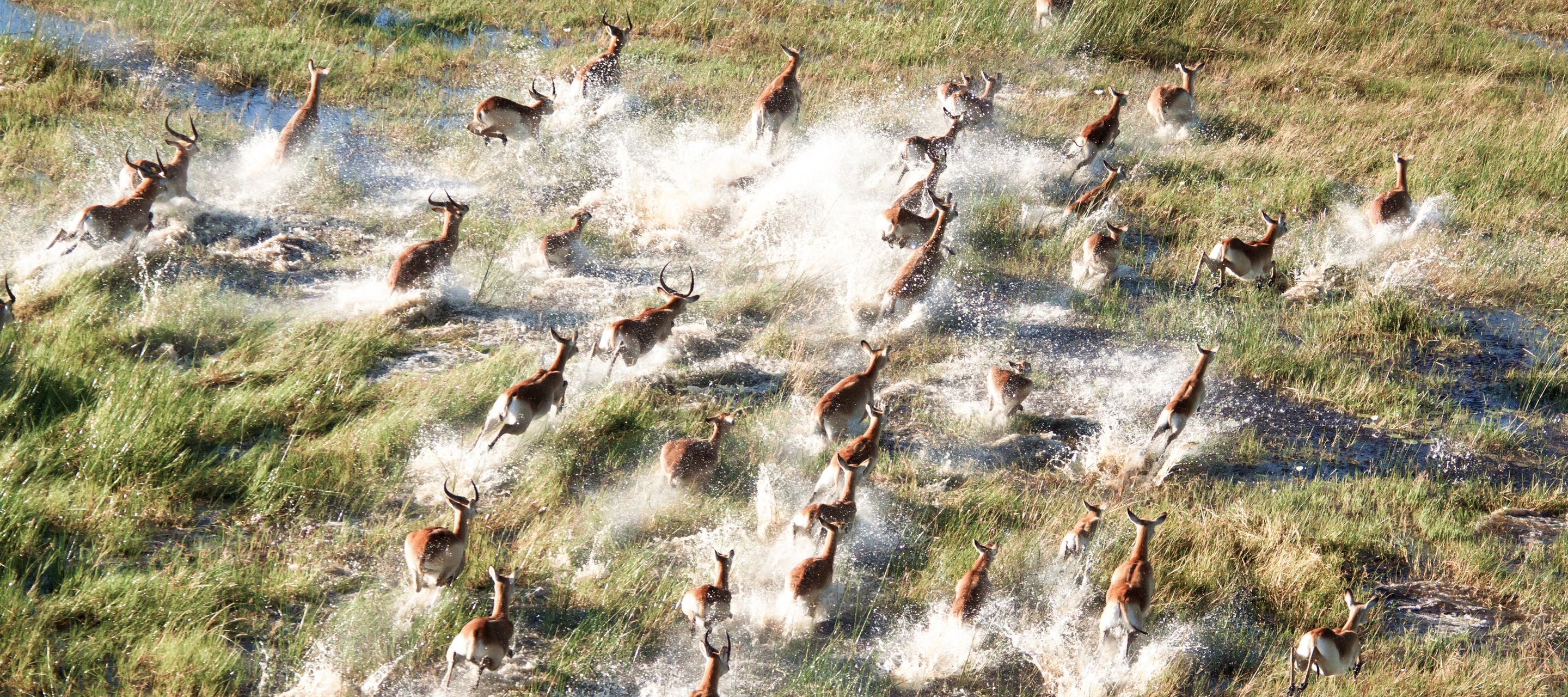 Eine Herde Impalas hüpft über das Okavango-Delta