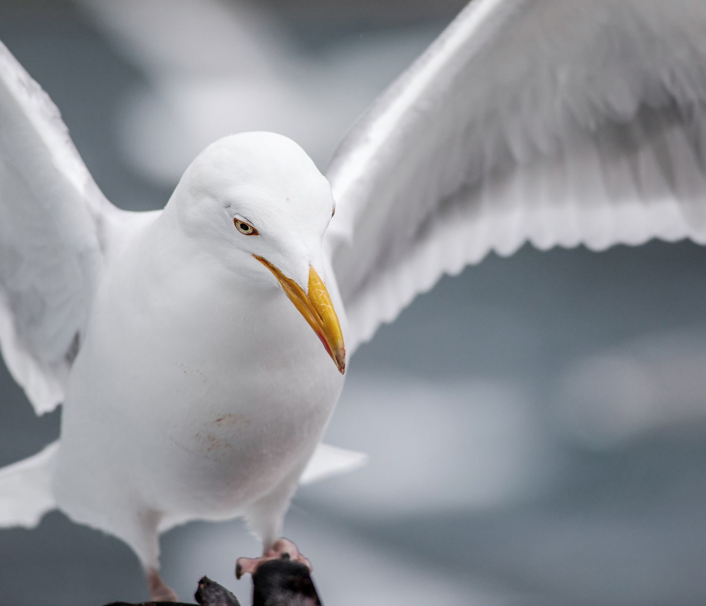 Möwen an der Küste