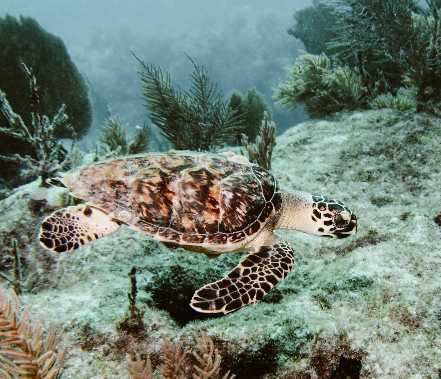 Meeresschildkröte auf den Florida Keys