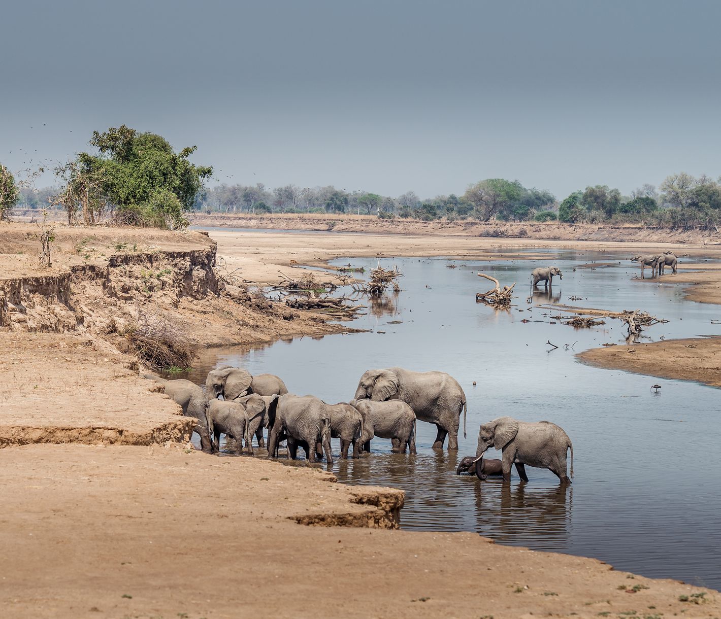 Elefanten waten im Luangwa-Fluss