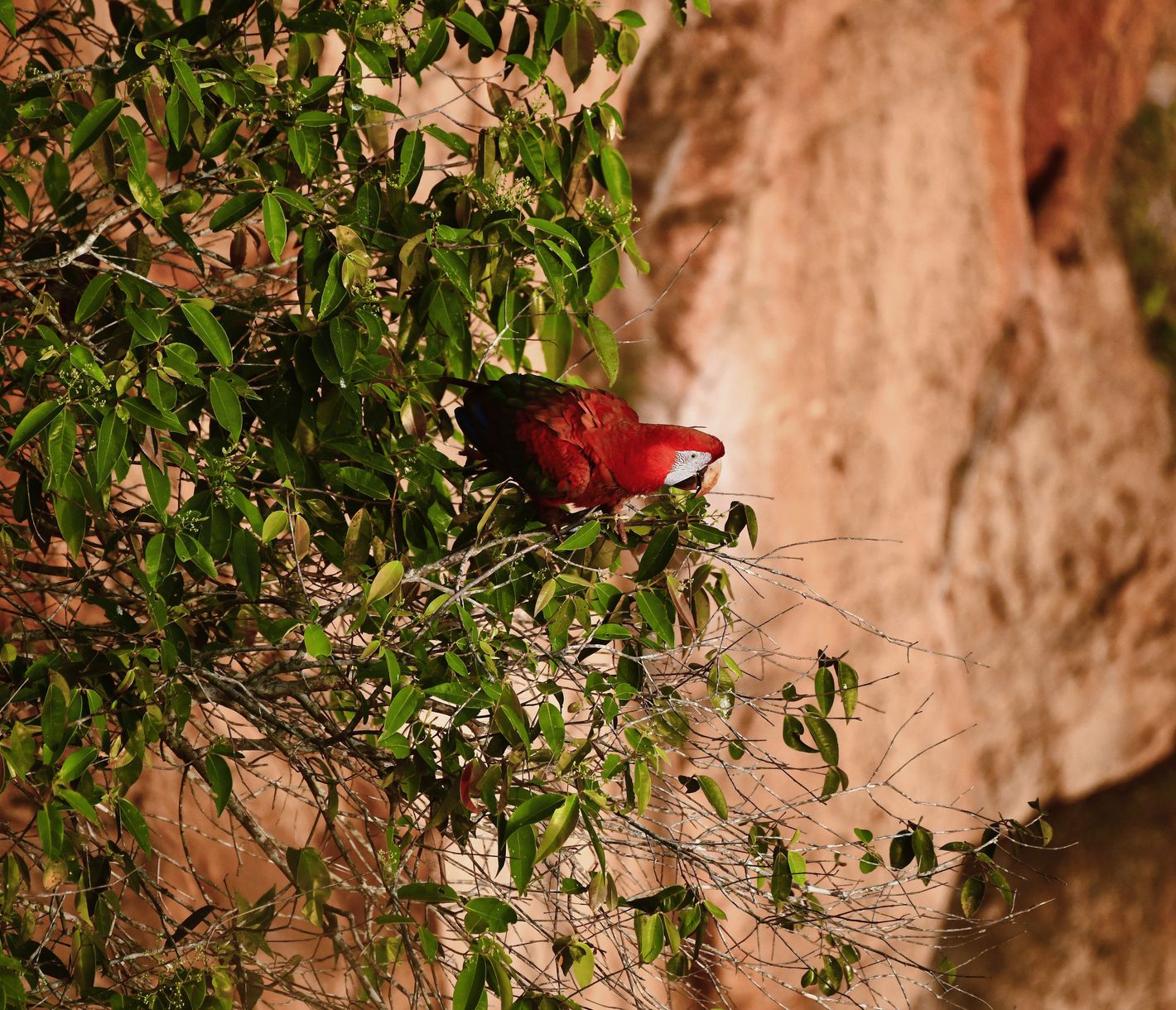 Roter Ara – Chapada dos Guimarães