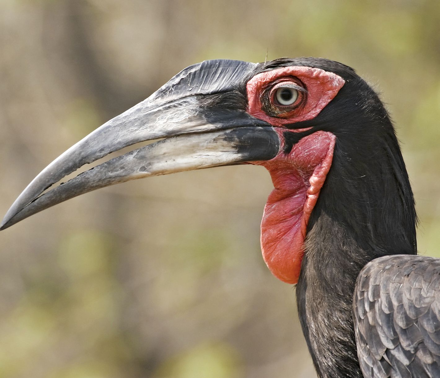 Un bucorve du Sud dans la réserve de chasse de Moremi