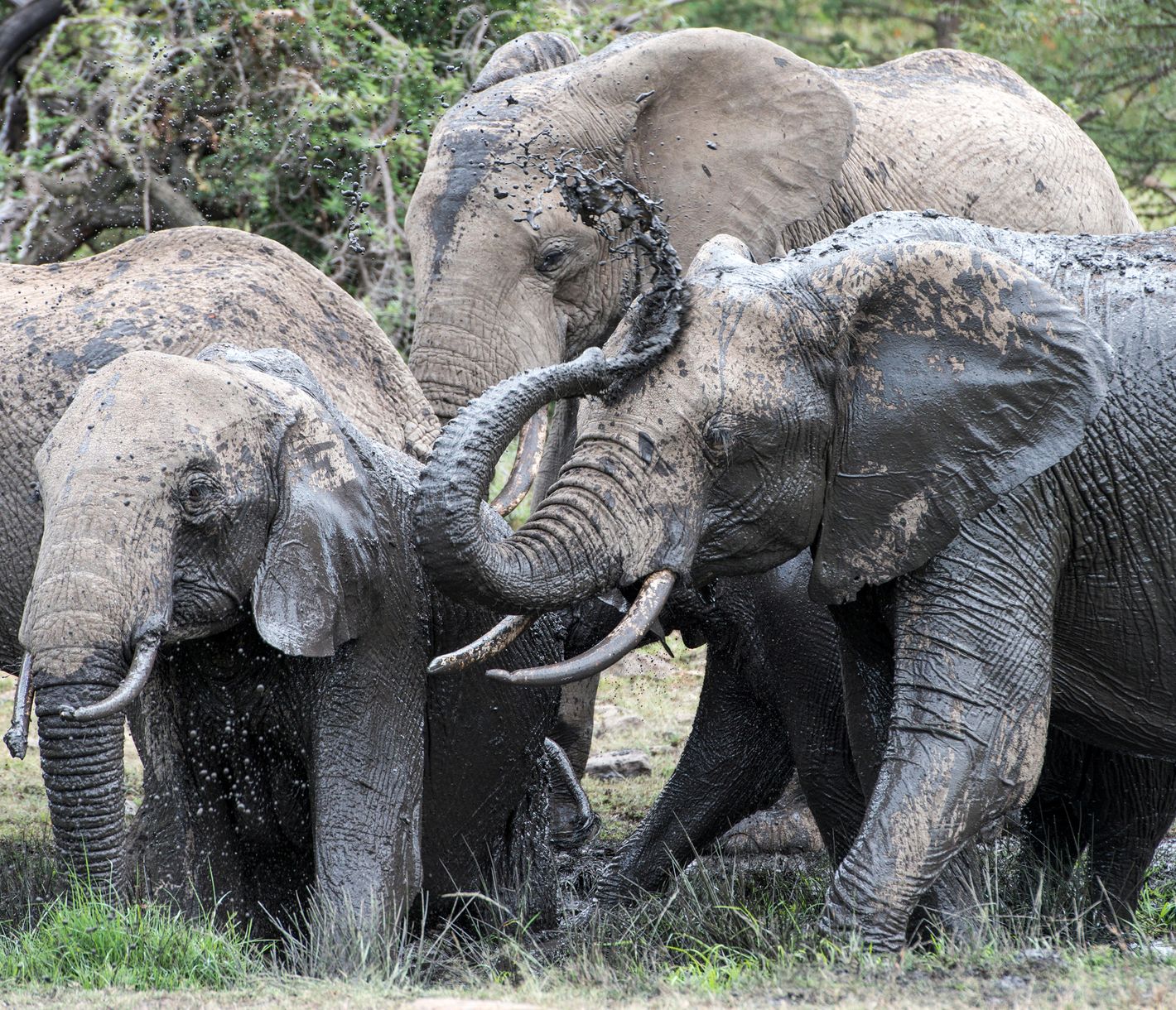 Schlammbad von Elefanten in der Masai Mara