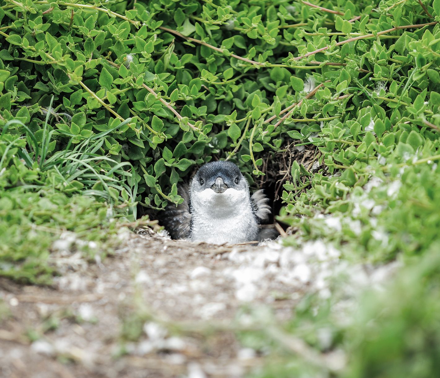 Wer sitzt denn da im Nest?