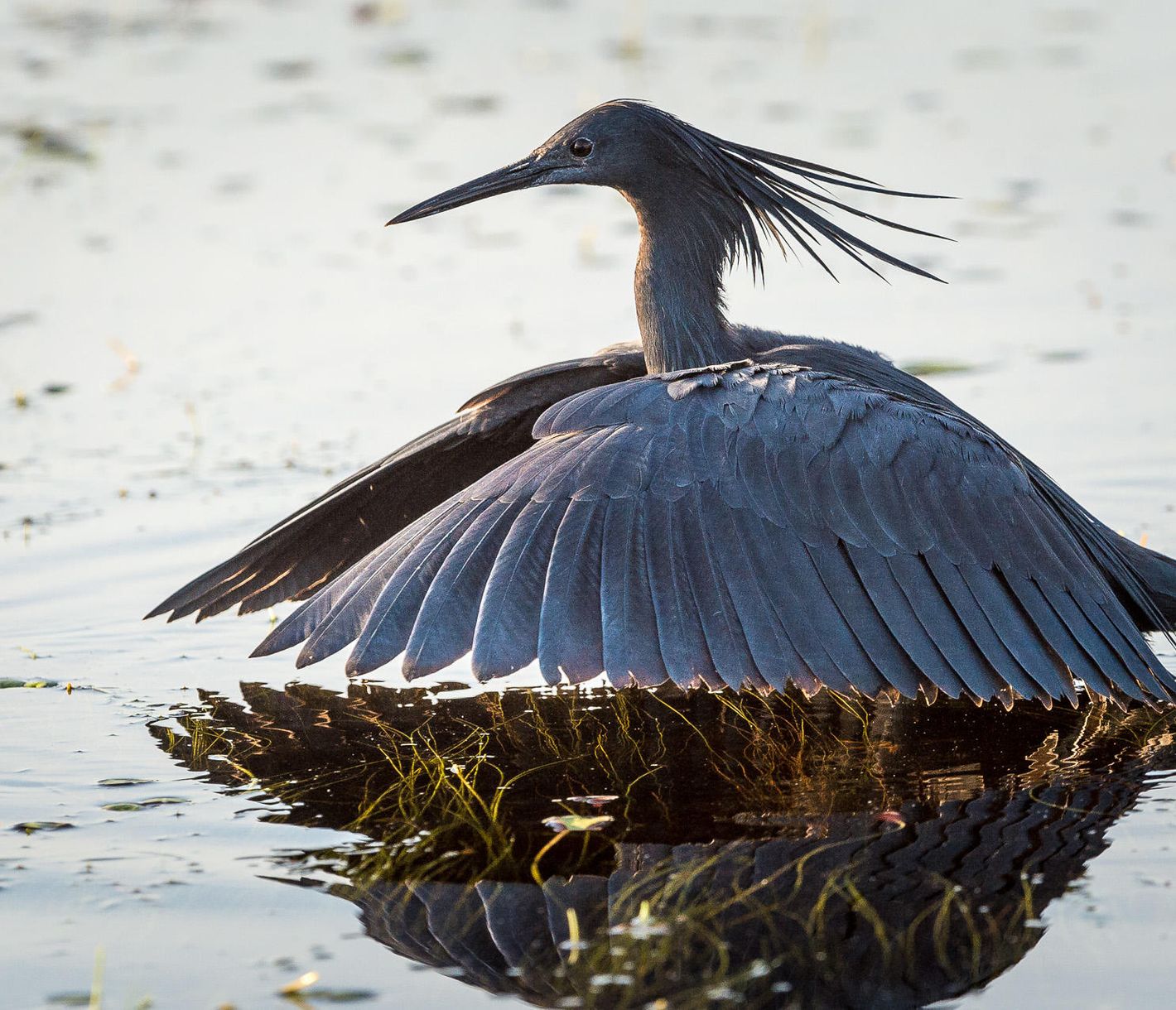 Glockenreiher mit ausgebreiteten Flügeln auf Futtersuche