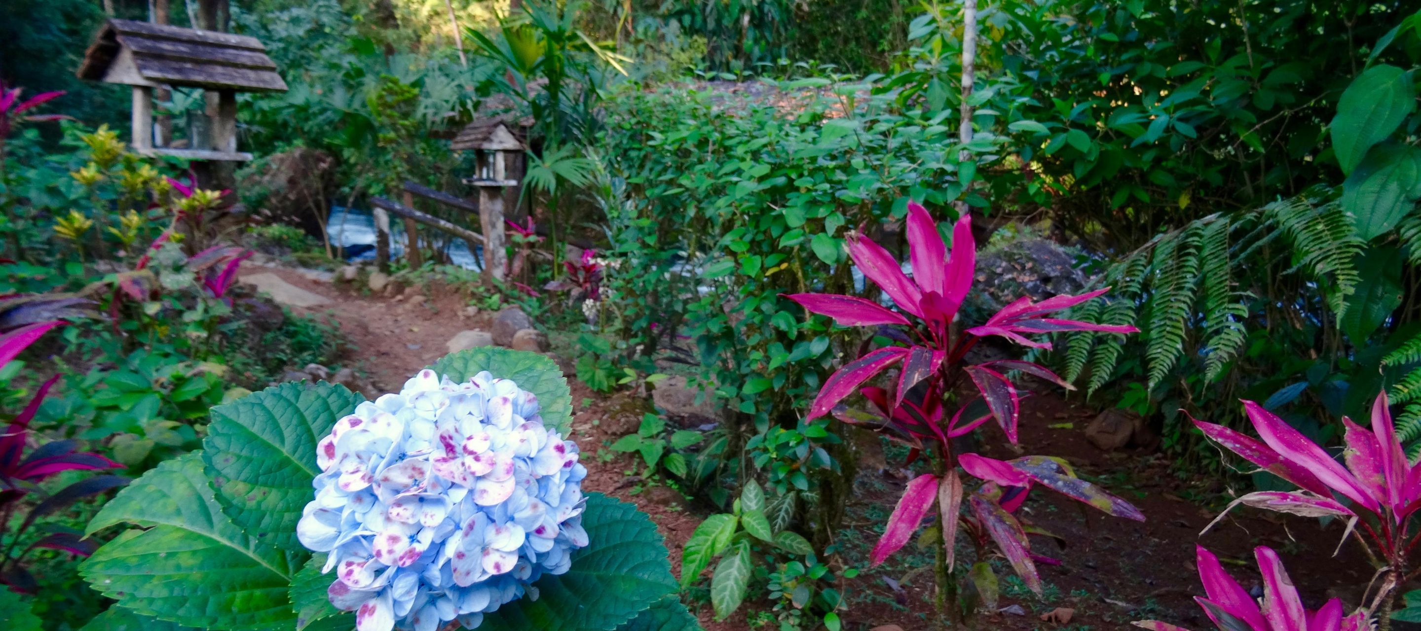 La Carolina Lodge - Le jardin